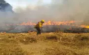 Incendios forestales en México: 2025 registró menos siniestros pero mayor superficie afectada