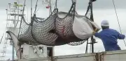 Japón sacrifica 122 ballenas preñadas en expedición antártica