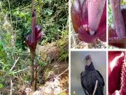 La Flor Cadáver: La Planta de Olor Fétido y Usos Milenarios en Asia