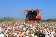 La tecnología impulsa la industria algodonera de Xinjiang, aumentando producción y eficiencia