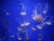 Medusas: el inquietante reflejo del océano que estamos creando