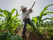 Morena impulsa incluir agricultura en planes de estudio de CDMX para valorar campo