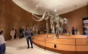 Museo del Mamut en Edomex reabre tras restauración con acceso gratuito