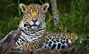 México fortalece estrategias para conservación del jaguar en el sureste del país