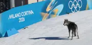 Nazgul, el perro-lobo que invadió la pista en los Juegos Olímpicos de Invierno Milano-Cortina