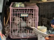 Operativo en Parque México descarta maltrato en animales en adopción