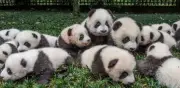 Pandas bebés hacen su debut público en China: un hito en conservación