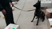 Perro Antinarcóticos Descubre 7 Kilos de Metanfetamina en Oficina Postal de la CDMX