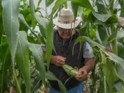 Productores agrícolas mexicanos enfrentan crisis por importaciones masivas de EE.UU.