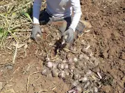 Productores de ajo exigen frenar importación ilegal china por riesgo sanitario