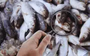 Profeco revela 8 claves para identificar pescado fresco y evitar riesgos en Cuaresma