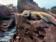 Profepa rescata a cinco lobos marinos enmallados en Baja California Sur