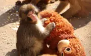 Punch, el bebé macaco japonés que halló consuelo en un peluche tras ser rechazado