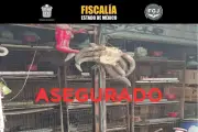 Rescatan 162 animales en operativo del mercado de Cuautitlán, Estado de México