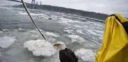 Rescate heroico en el Hudson: Policías de Nueva York salvan águila calva herida sobre hielo