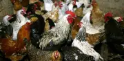 Rusia Reporta Primer Caso de Gripe Aviar H5N8 en Humanos, Informa a la OMS
