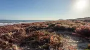 Sargazo invade playas de Chelem y Progreso en Yucatán, activan alerta y limpieza