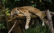 Semarnat lanza estrategias para proteger al jaguar en el sureste de México