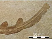 Tiburón prehistórico con 'bigote' desafía la evolución conocida de los escualos