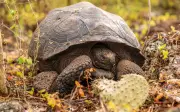 Tortugas gigantes regresan a isla Floreana tras 180 años de ausencia en Galápagos