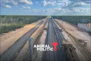 Tribunal ordena revisión ambiental para el Tramo 5 del Tren Maya