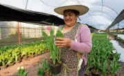 Tulipanes holandeses desplazan a las rosas en Xochimilco para San Valentín