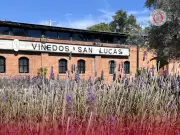 Viñedos San Lucas: El Destino Romántico de San Miguel para San Valentín