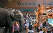Zoológico Guadalajara Lanza Promoción: Entradas de Adulto a Precio de Niño en 2026