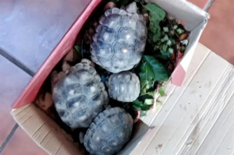 Acusan al Gobierno Federal por Muerte Masiva de Tortugas en Oaxaca