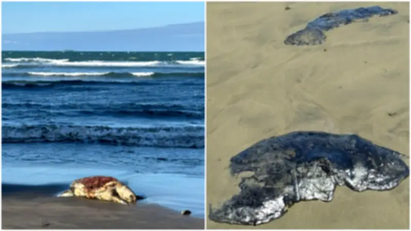 Advierten que campañas de recolección de cabello para derrame en Veracruz pueden empeorar la situación