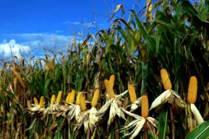 Agricultores de EU reducen siembra de maíz por altos costos de fertilizantes