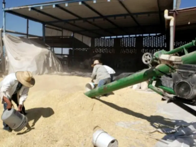 Agricultura reporta más de 25 mil pagos de incentivo para maíz blanco en seis estados