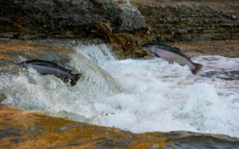 Alarma mundial: peces migratorios de agua dulce caen un 81% desde 1970