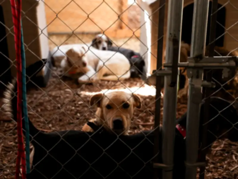 Alcaldías de CDMX incumplen presupuesto para protección animal pese a ley del 0.1%