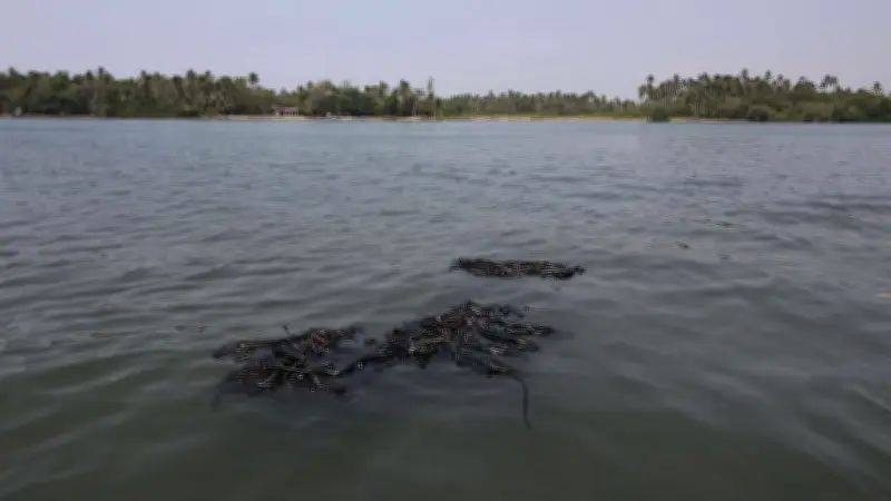 Alcalde de Ciudad Madero niega derrame en Playa Miramar, pero activistas presentan pruebas en video