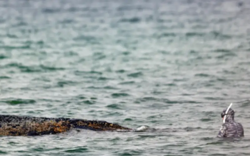 Alemania intensifica rescate de ballena jorobada varada en el Báltico con excavadoras