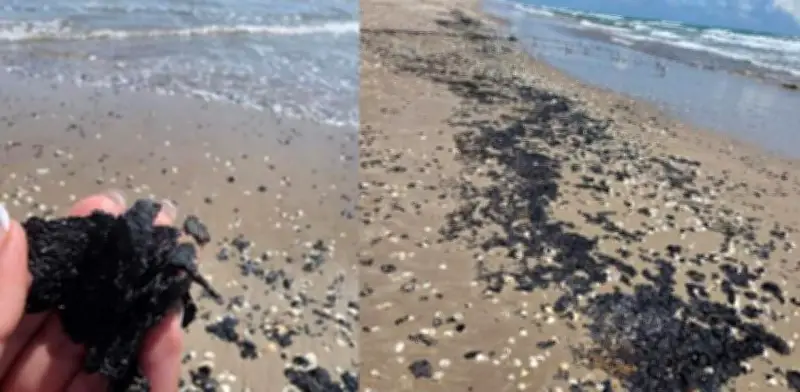 Alerta ambiental en Tamaulipas: chapopote amenaza tortuga lora en santuarios de anidación