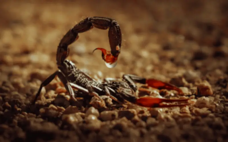 Alerta en 10 estados: El alacrán más letal de México y sus peligros