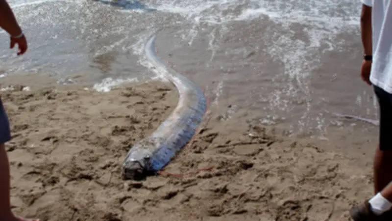 Alerta en Cabo San Lucas: Dos peces remo aparecen en la playa, fenómeno viral