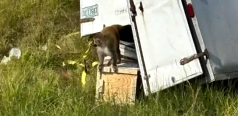 Alerta en Mississippi: Escapa mono presuntamente infectado con herpes, covid y hepatitis