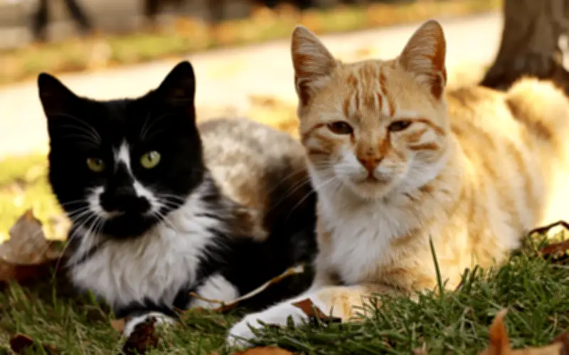 Alerta en Sudamérica: Hongo Sporothrix brasiliensis transmitido por gatos a humanos