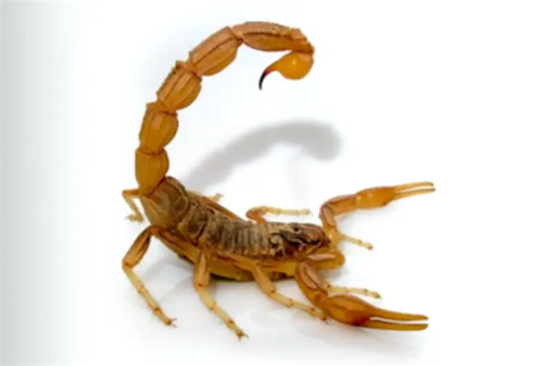 Alerta por escasez de antídoto contra picadura de alacrán en México