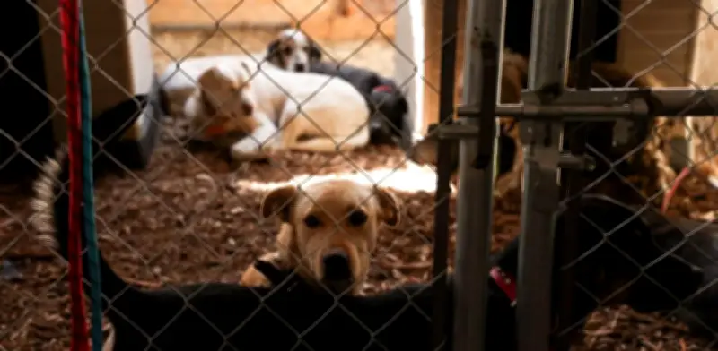 Alerta Sanitaria en Hidalgo por Brote de Gusano Barrenador en Perros y Ganado