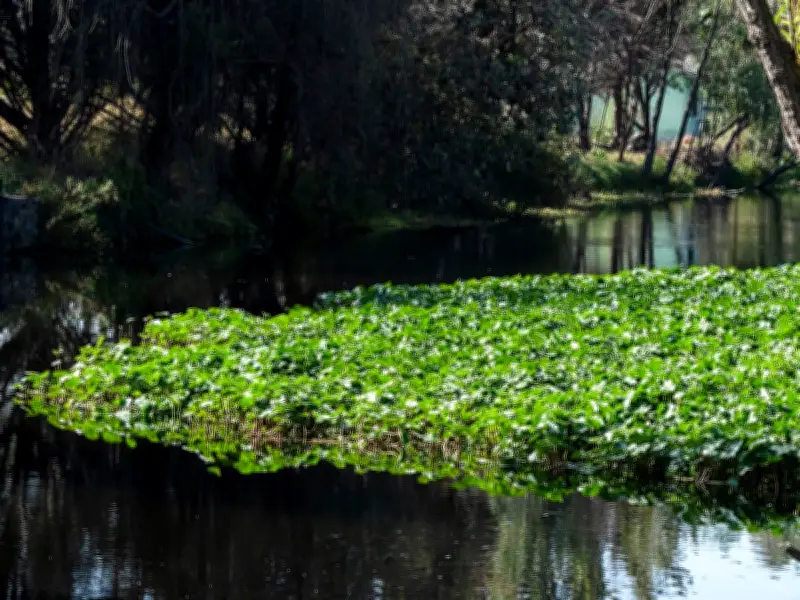 Alga invasora cubre 70% de presa Endhó en Hidalgo, alertan expertos de la UAM