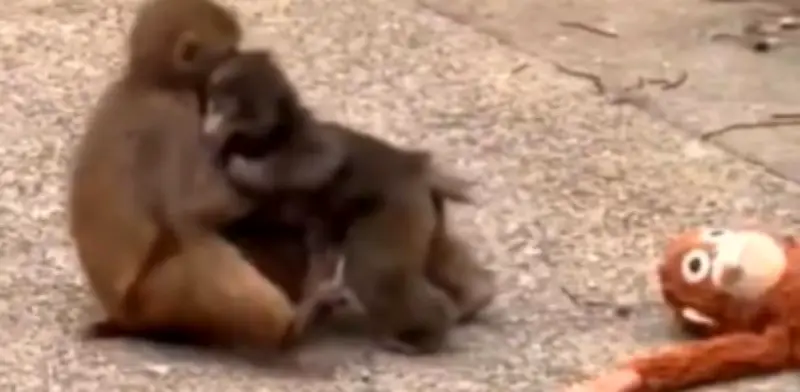 ¿Amor en el zoo? El mono japonés Punch 'pretendiendo' a la hembra Aiko cautiva redes