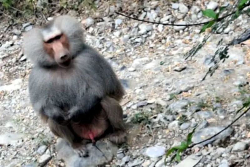 Aparece mandril en Santiago, Nuevo León, causando sorpresa y alerta vecinal