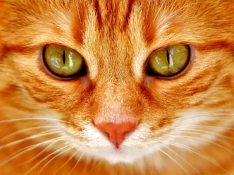 Ariadna y Merlina: La gata invisible que conquistó un hogar y desató rumores