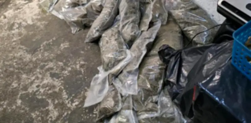 Aseguran 40 kilos de marihuana en vivienda de Fuentes de Aragón, Ecatepec