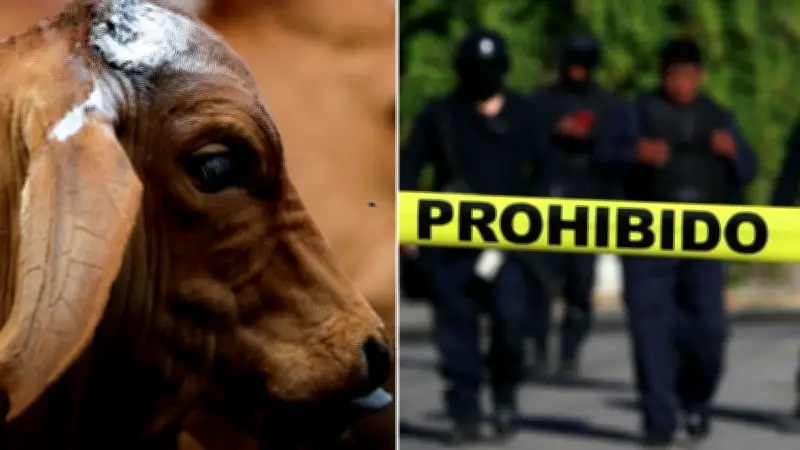 Asesinan a balazos a líder ganadero en Cuauhtémoc, Colima; Fiscalía investiga