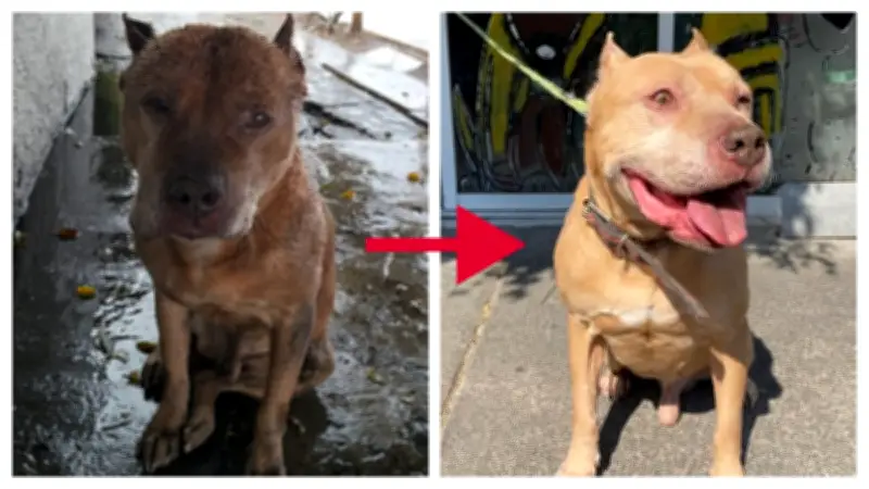 Aslan, el pitbull sobreviviente de Iztapalapa, busca hogar tras recuperarse de la explosión